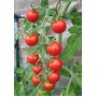 Семена Домати "Захарно Грозде" (Lycopersicon esculentum)