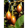 Семена Дървовиден Домат "Тамарило" (Cyphomandra betacea)