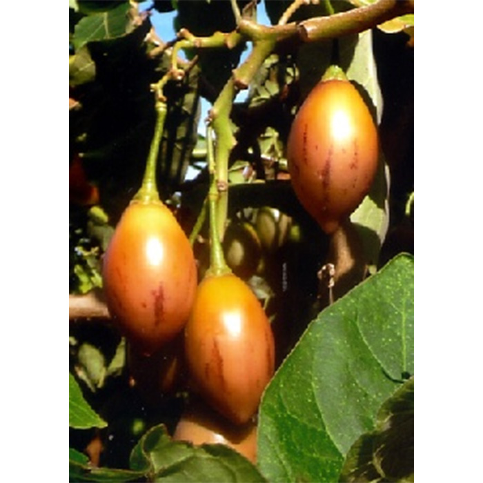 Семена Дървовиден Домат "Тамарило" (Cyphomandra betacea)