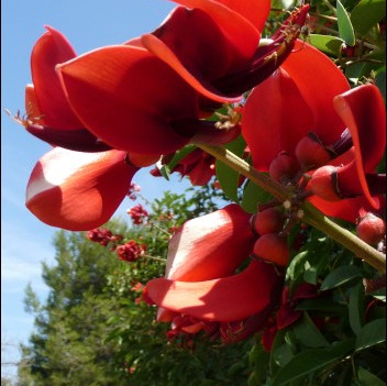 Семена Еритрина, коралов храст (Erythrina crista-galli)