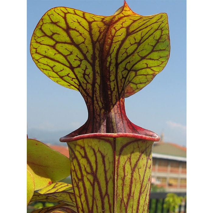 Семена Гигантска Планинска Фуния (Sarracenia oreophila - Гигант)