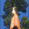 Семена Гигантска секвоя (Sequoiadendron gigantea)