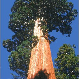 Семена Гигантска секвоя (Sequoiadendron gigantea)