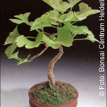 Семена Гинко (Ginkgo biloba)