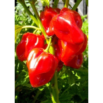 Семена Хабанеро Червено Карибско Чили (Capsicum chinense)