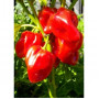 Семена Хабанеро Червено Карибско Чили (Capsicum chinense)