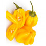 Seeds Zitronen Habanero Chili (Capsicum chinense)