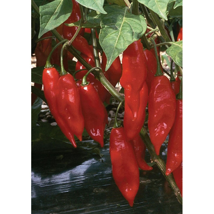 Семена Хабанеро "Лют Хартиен Фенер" Чили (Capsicum annum)