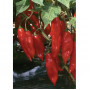 Семена Хабанеро "Лют Хартиен Фенер" Чили (Capsicum annum)