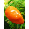 Семена Хабанеро Оранжево Чили (Capsicum chinense)