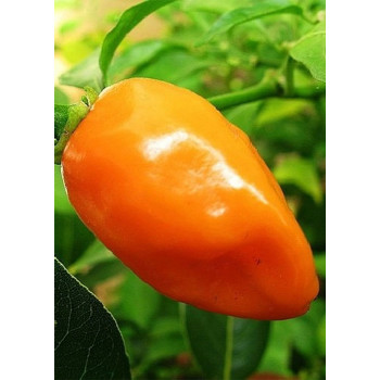 Семена Хабанеро Оранжево Чили (Capsicum chinense)