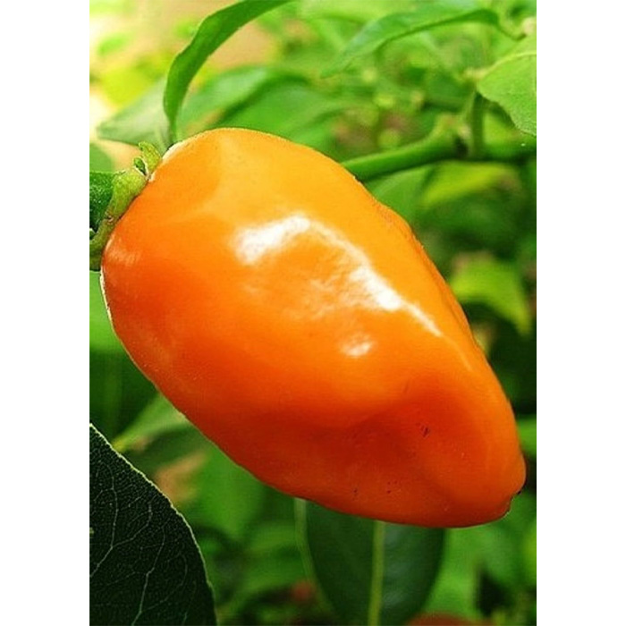 Семена Хабанеро Оранжево Чили (Capsicum chinense)