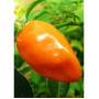 Семена Хабанеро Оранжево Чили (Capsicum chinense)