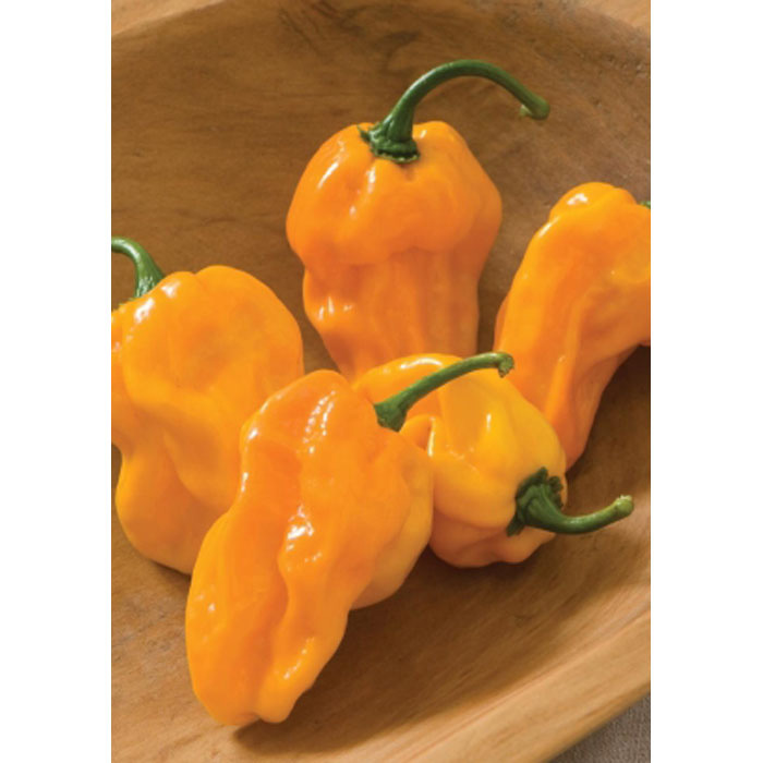 Семена Хабанеро "Суаве" Оранжево Чили (Capsicum chinense)