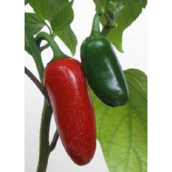 Семена Халапеньо Чили (Capsicum annum)