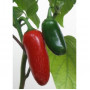 Семена Халапеньо Чили (Capsicum annum)