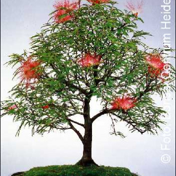 Семена Калиандра, розово пухчеста пудра (Calliandra haematocephala)