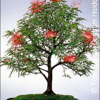 Семена Калиандра, розово пухчеста пудра (Calliandra haematocephala)