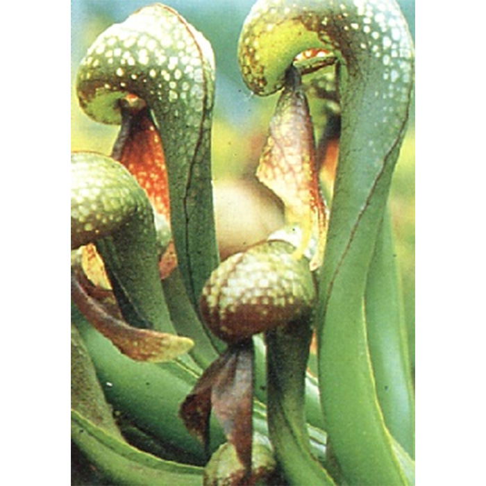 Семена Кобра Лилия (Darlingtonia california)