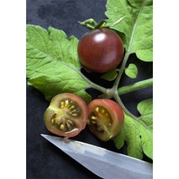 Семена Коктейлни Домати "Череша" (Lycopersicon esculentum)