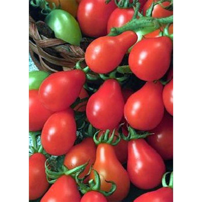 Семена Коктейлни Домати "Червена Круша" (Lycopersicon esculentum)