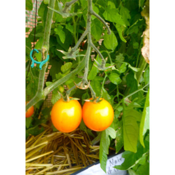 Семена Коктейлни Домати "Голден Нъгет" (Lycopersicon esculentum)