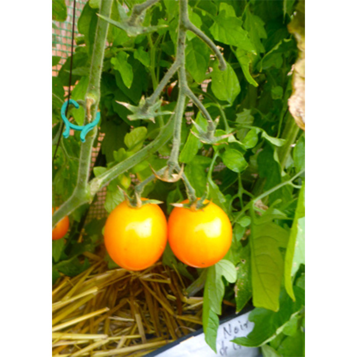 Семена Коктейлни Домати "Голден Нъгет" (Lycopersicon esculentum)