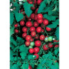 Seeds Sweet Million F1 Cocktail Tomato (Lycopersicon esculentum)