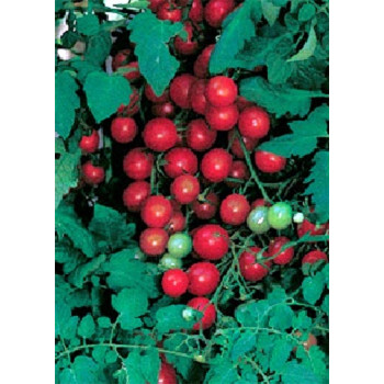 Семена Коктейлни Домати "Сладък Милион Ф1" (Lycopersicon esculentum)