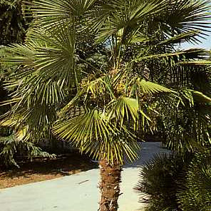 Семена Конопена палма (Chamaerops excelsa)