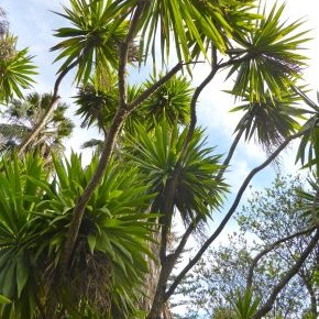 Семена Кордилина - Keulenlilie (Cordyline indivisa)