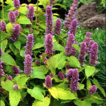 Семена Kорейска мента (Agastache rugosa ”Син клас/Blue spike”)