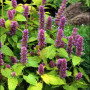 Семена Kорейска мента (Agastache rugosa ”Син клас/Blue spike”)