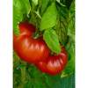 Семена Лигурски Домат "Рус Руж" (Lycopersicon esculentum)