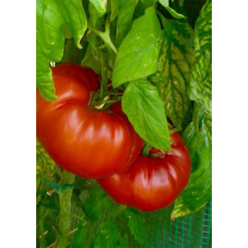 Семена Лигурски Домат "Рус Руж" (Lycopersicon esculentum)