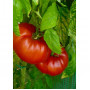 Семена Лигурски Домат "Рус Руж" (Lycopersicon esculentum)