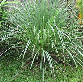 Семена Лимонова трева (Cymbopogon flexuosus)