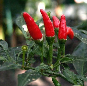 Семена Лют Червен Пипер „Червен пръст” (Capsicum frutescens)