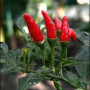 Семена Лют Червен Пипер „Червен пръст” (Capsicum frutescens)