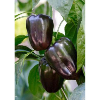 Семена Лют Пипер "Виолета" (Capsicum annum)