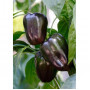 Семена Лют Пипер "Виолета" (Capsicum annum)