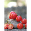 Семена Мексикански Медени Домати (Lycopersicon esculentum)