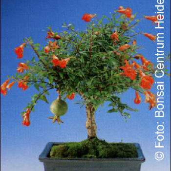 Семена Мини нар (Рunica granatum nana)