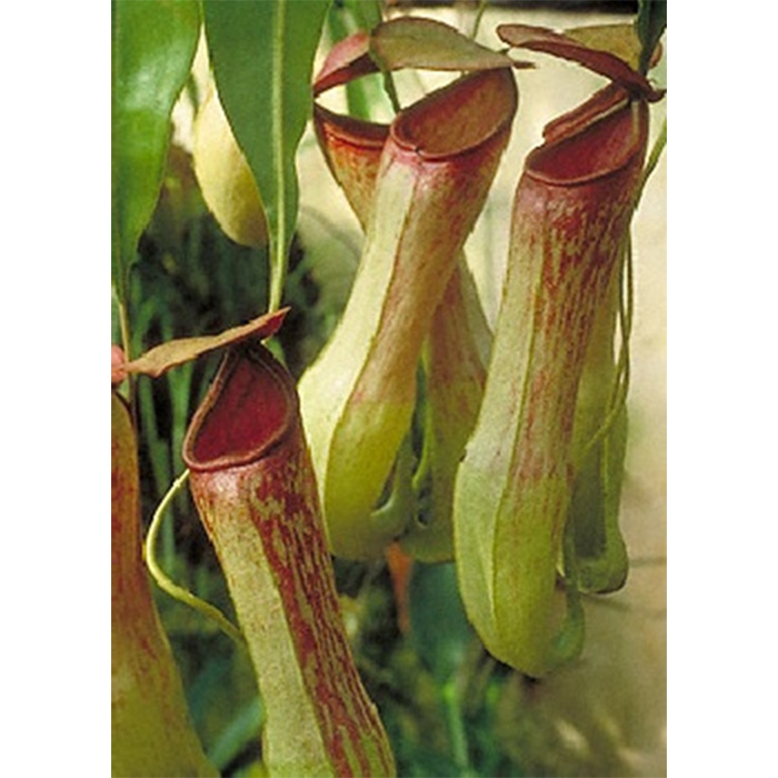 Семена Непентес Касиана (Nepenthes Khasiana)