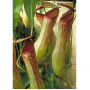 Семена Непентес Касиана (Nepenthes Khasiana)