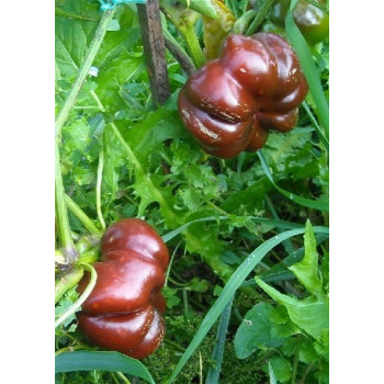 Семена Органично Чили "Сладък Шоколад" (Capsicum annum)