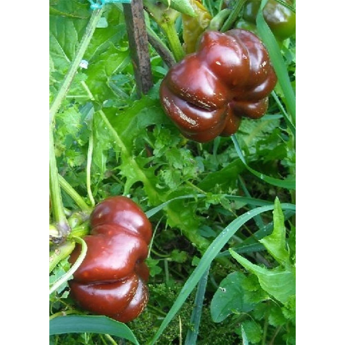 Семена Органично Чили "Сладък Шоколад" (Capsicum annum)