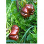 Семена Органично Чили "Сладък Шоколад" (Capsicum annum)