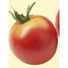 Семена Органични Домати "Бернска Роза" (Lycopersicon esculentum)