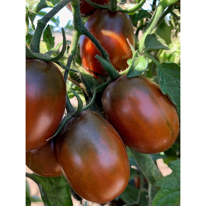 Семена Органични Домати "Черна Слива" (Lycopersicon esculentum)